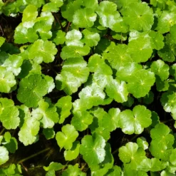 Wassernabel - Grüner Teppich fürs Wasser