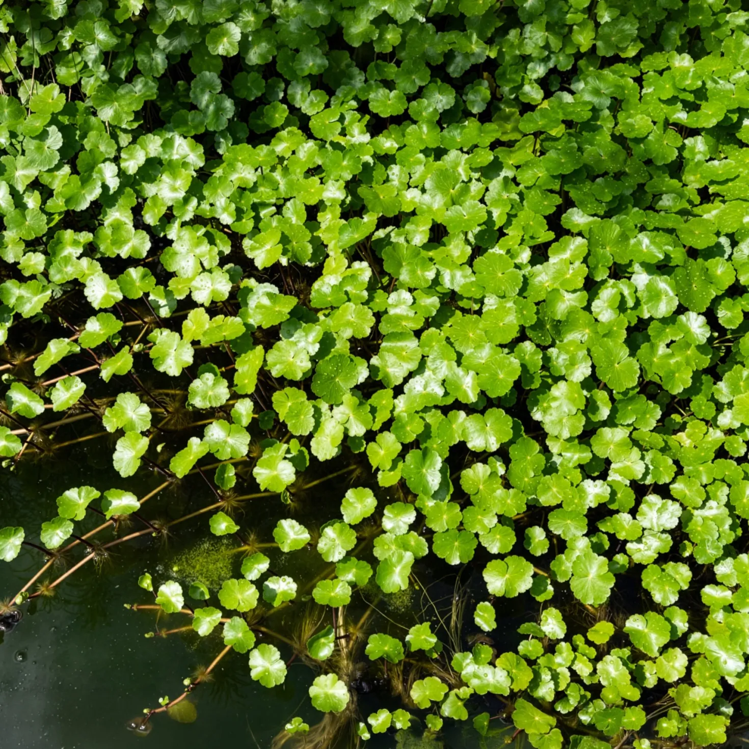 Wassernabel - Grüner Teppich fürs Wasser