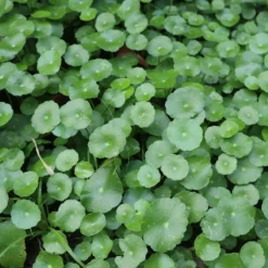 Wassernabel - Grüner Teppich fürs Wasser