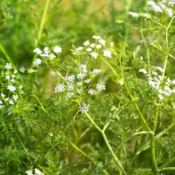 Wasser-Oenanthe - Klares Wasser, grüner Teich
