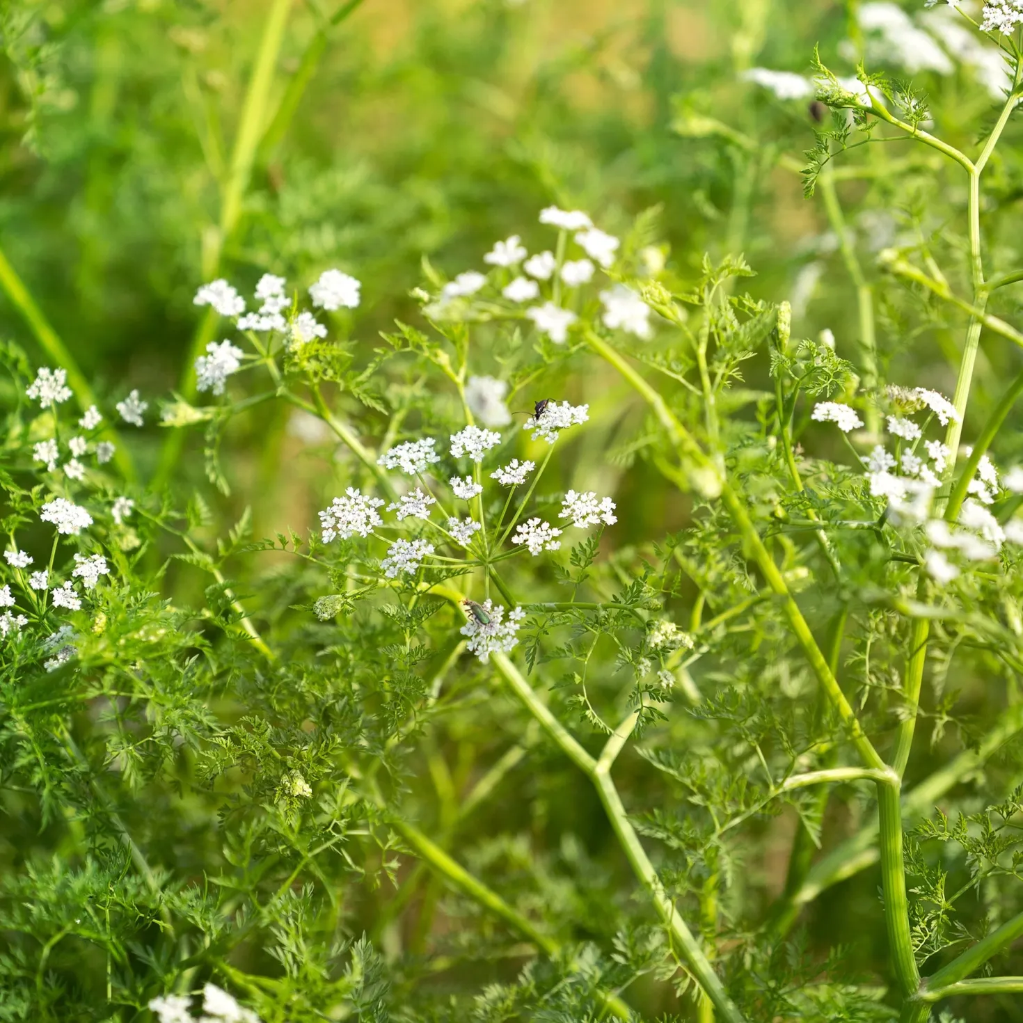 Wasser-Oenanthe - Klares Wasser, grüner Teich