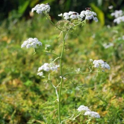 Wasser-Oenanthe - Klares Wasser, grüner Teich