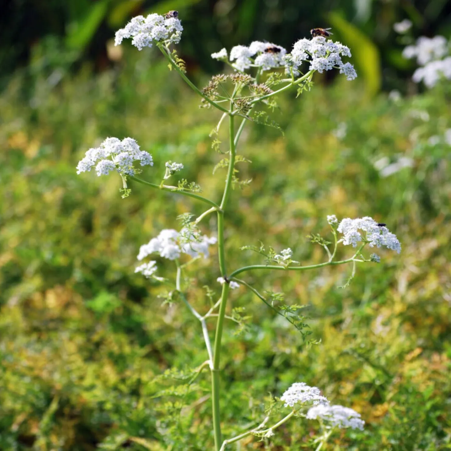 Wasser-Oenanthe - Klares Wasser, grüner Teich