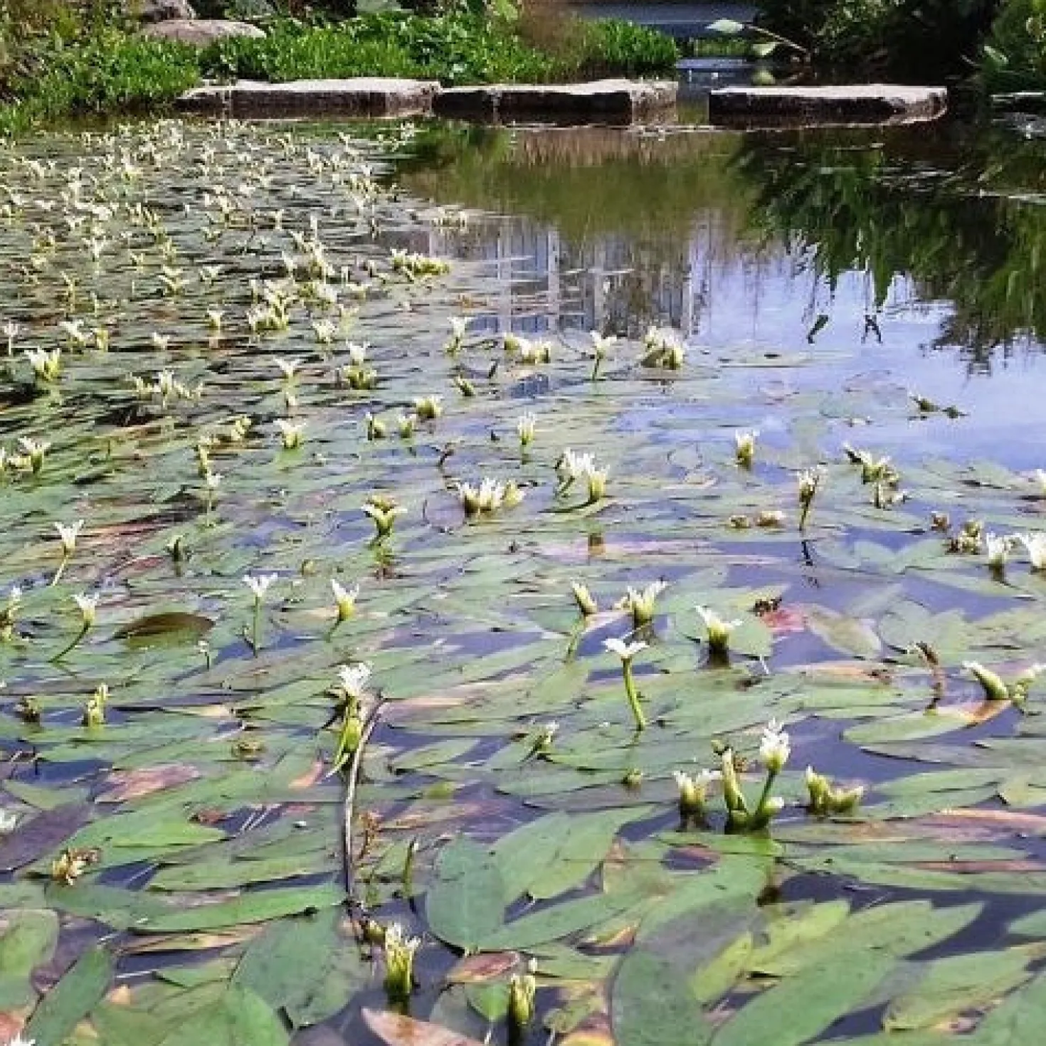 Wasser-Vanille - Duftende Blüten auf dem Wasser