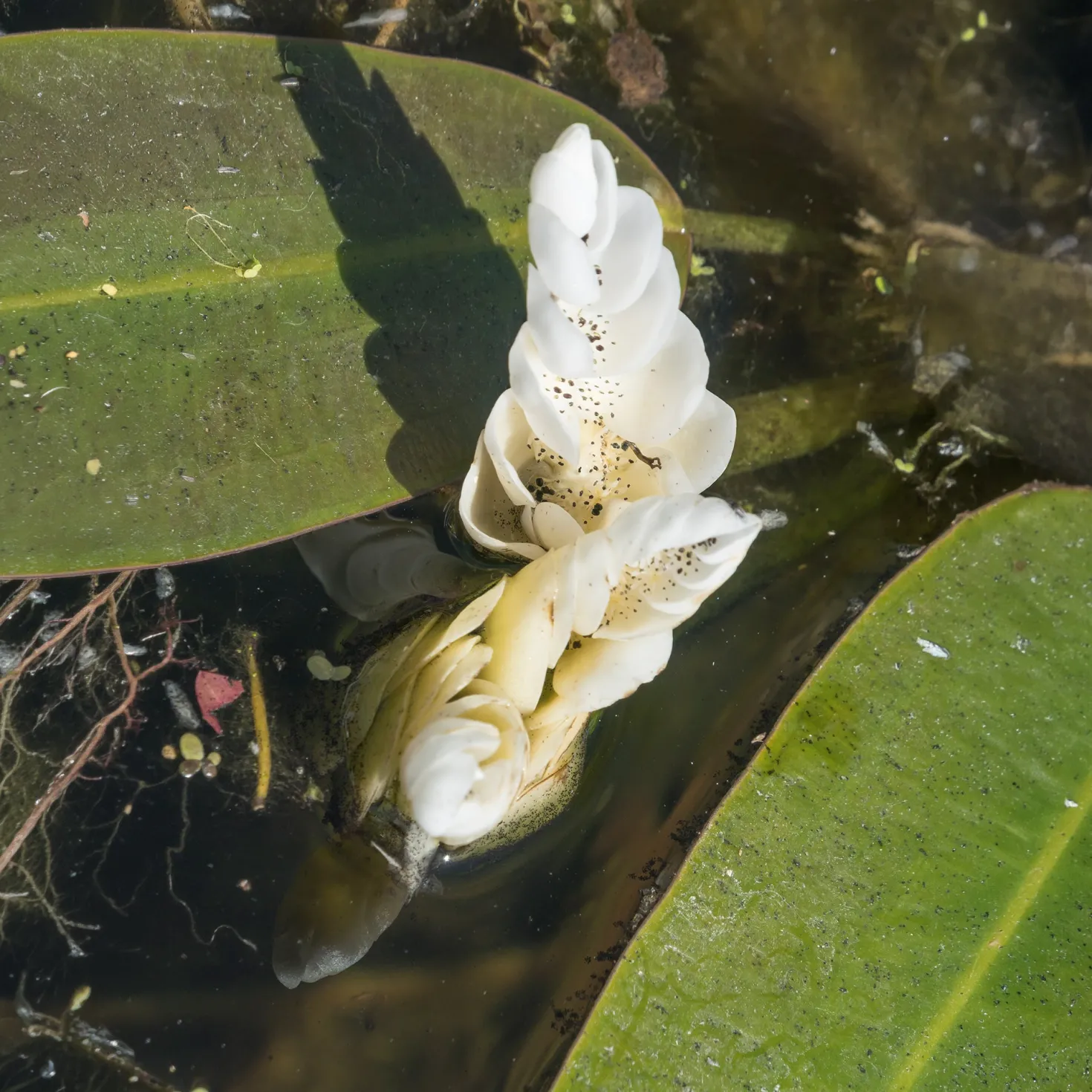 Wasser-Vanille - Duftende Blüten auf dem Wasser