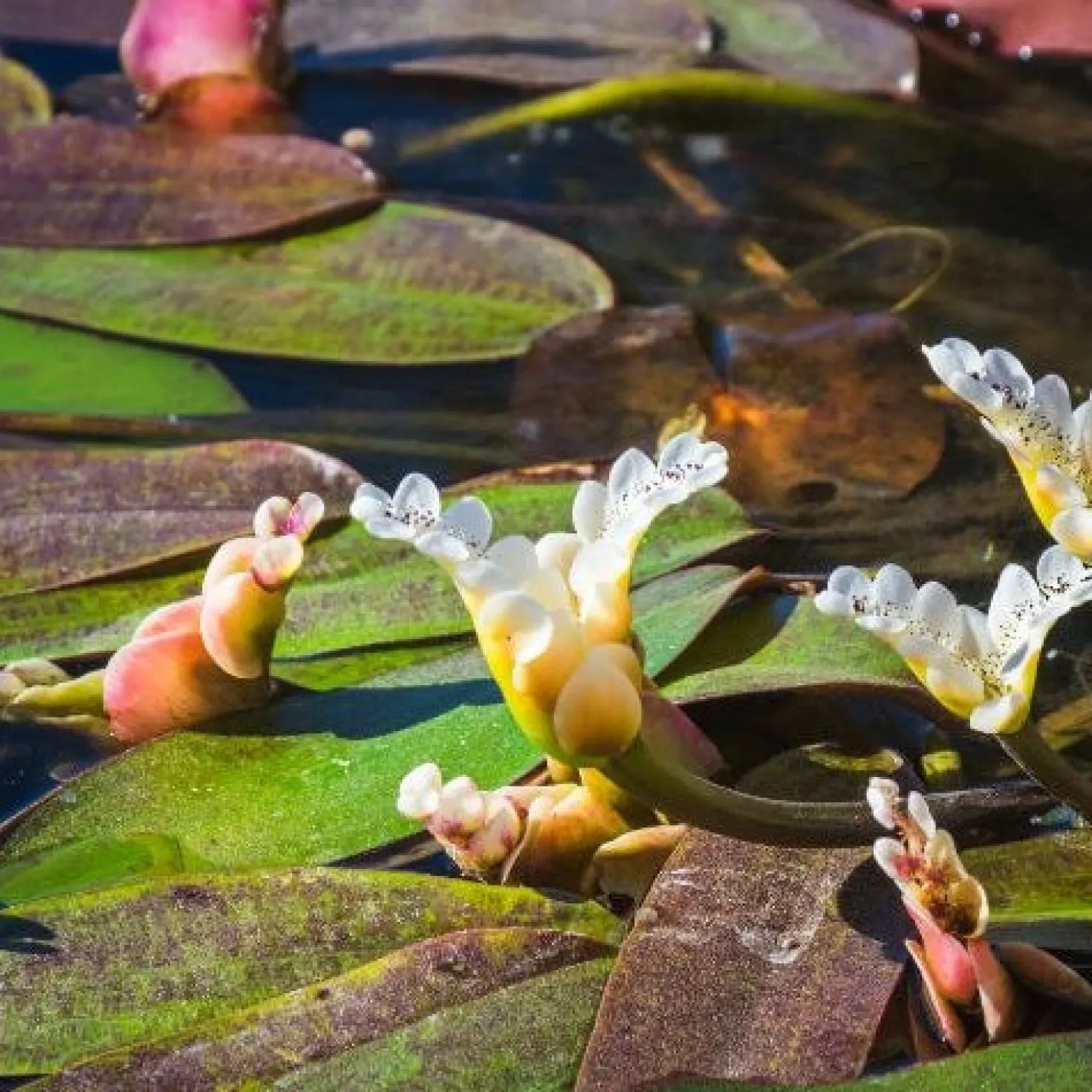Wasser-Vanille - Duftende Blüten auf dem Wasser