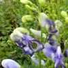 Weißblaublühender Eisenhut Bicolor - Zweifarbig blau-weiß