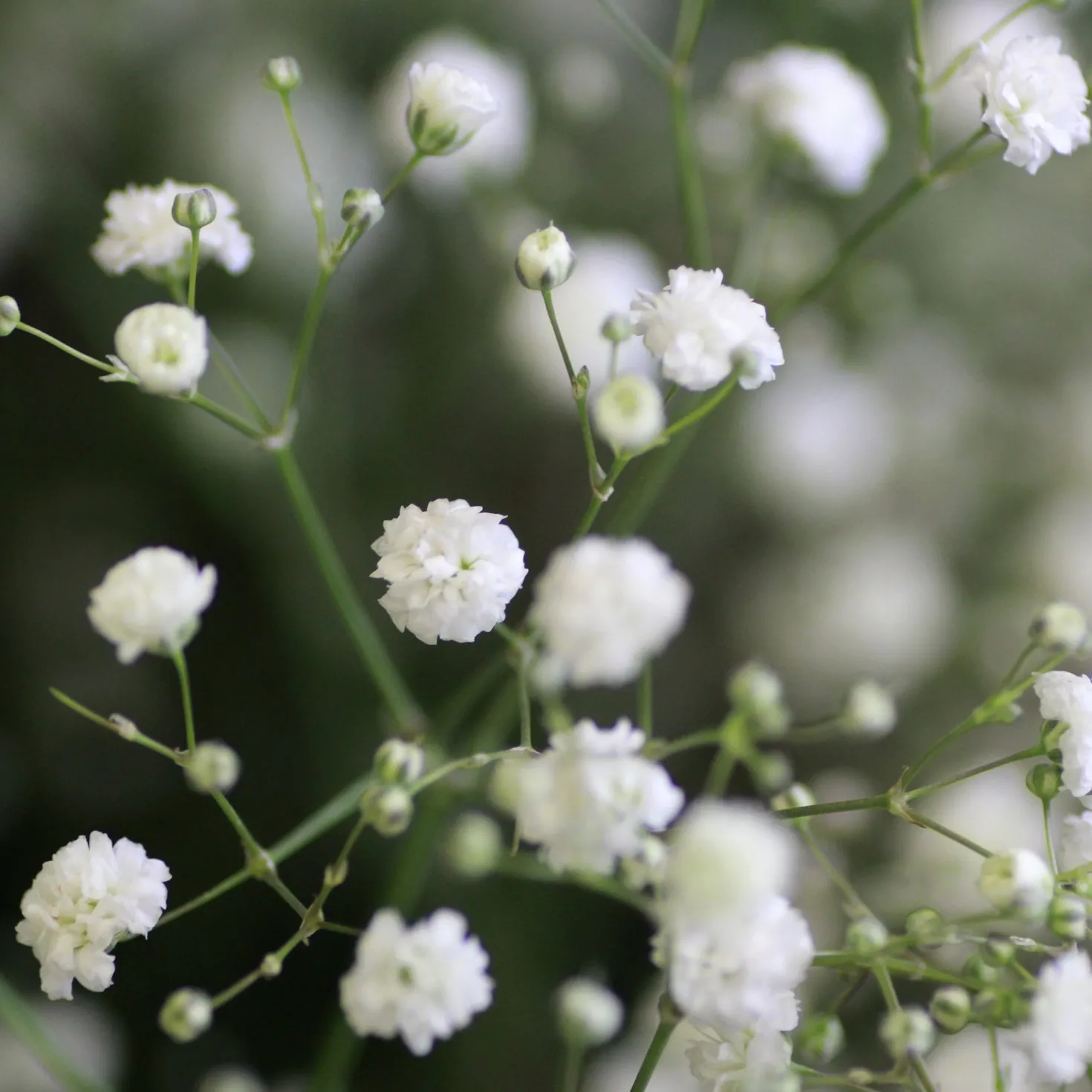 Weißblühende Stauden - Weiße Blüten, ganz leicht