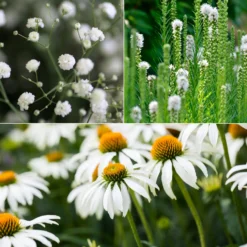 Weißblühende Stauden - Weiße Blüten, ganz leicht