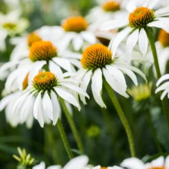 Weißblühende Stauden - Weiße Blüten, ganz leicht