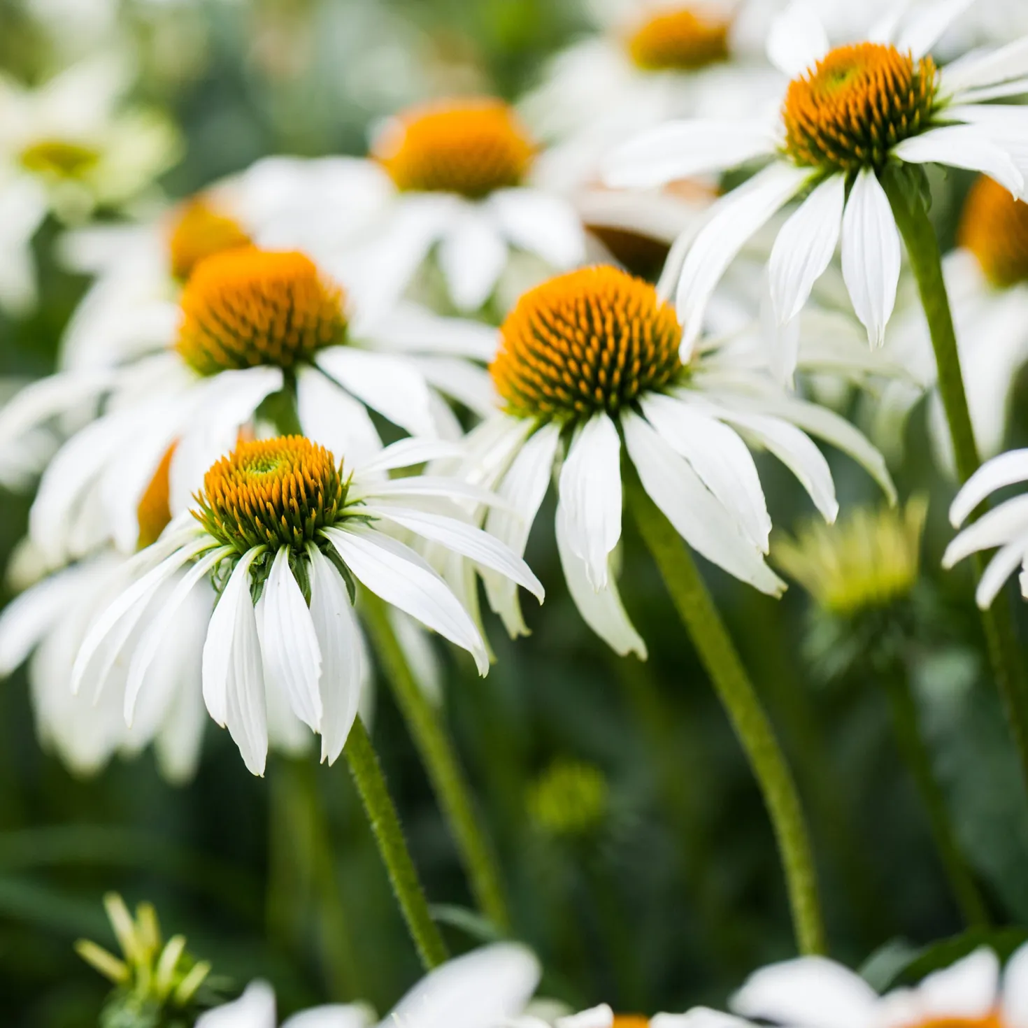 Weißblühende Stauden - Weiße Blüten, ganz leicht