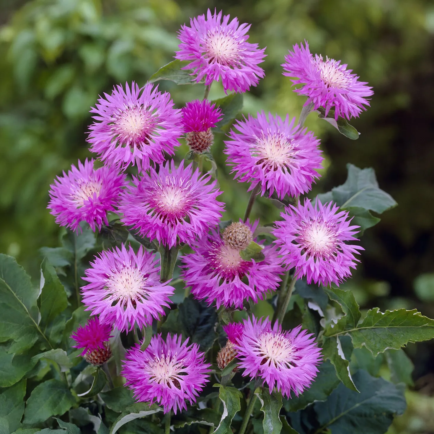 Weißblättrige Flockenblume John Coutts - Rosa Blüten den ganzen Sommer
