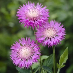 Weißblättrige Flockenblume John Coutts - Rosa Blüten den ganzen Sommer