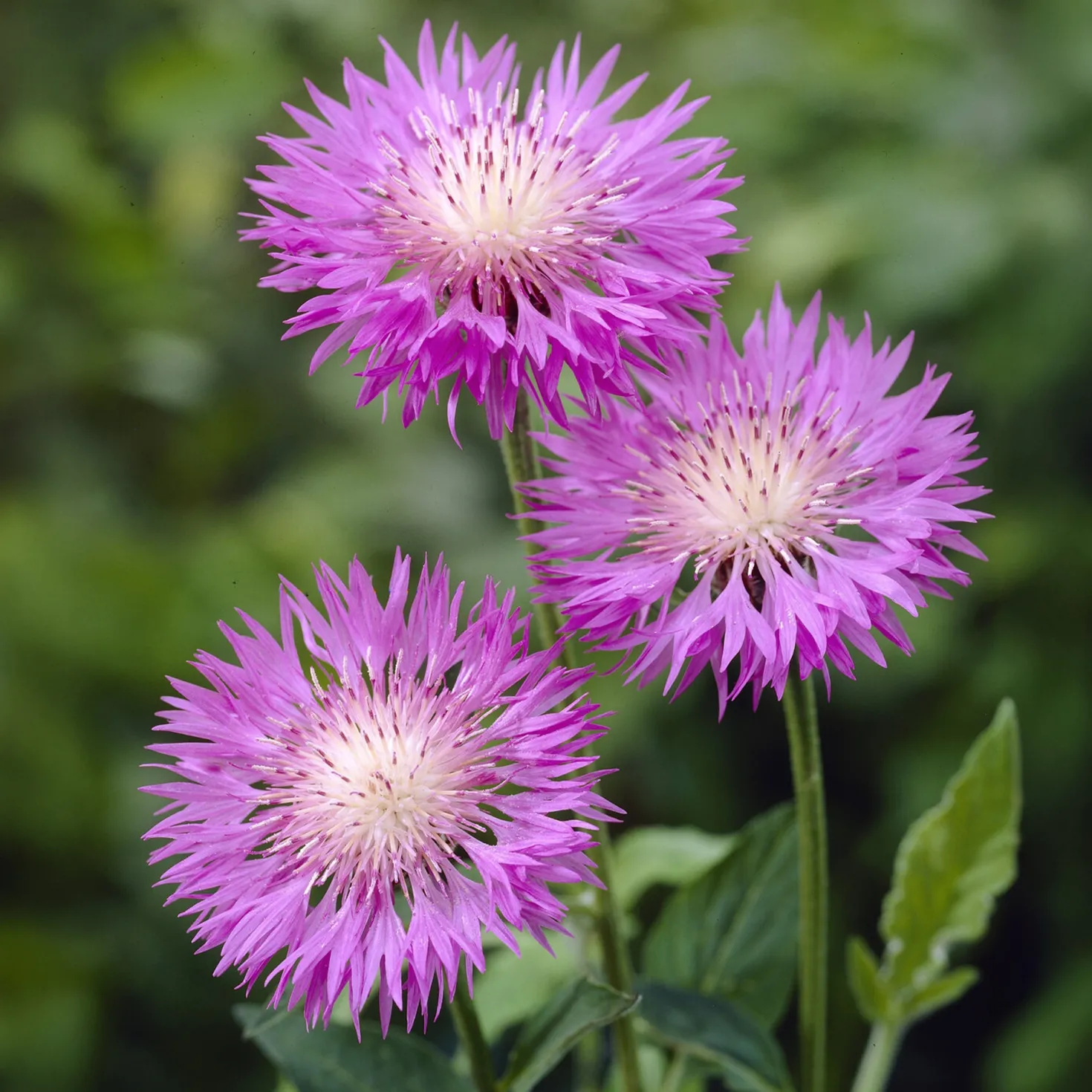 Weißblättrige Flockenblume John Coutts - Rosa Blüten den ganzen Sommer
