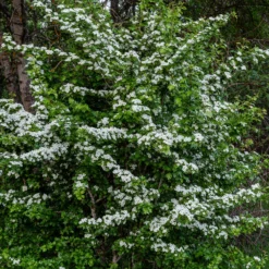 Weißdorn - Blütenhecke leicht gemacht