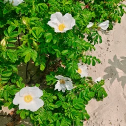 Weiße Apfelrose Alba - Duft und Robustheit vereint