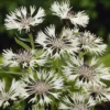 Weiße Bergflockenblume - Weiße Blüten, kaum Pflege