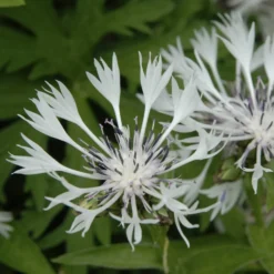 Weiße Bergflockenblume - Weiße Blüten, kaum Pflege
