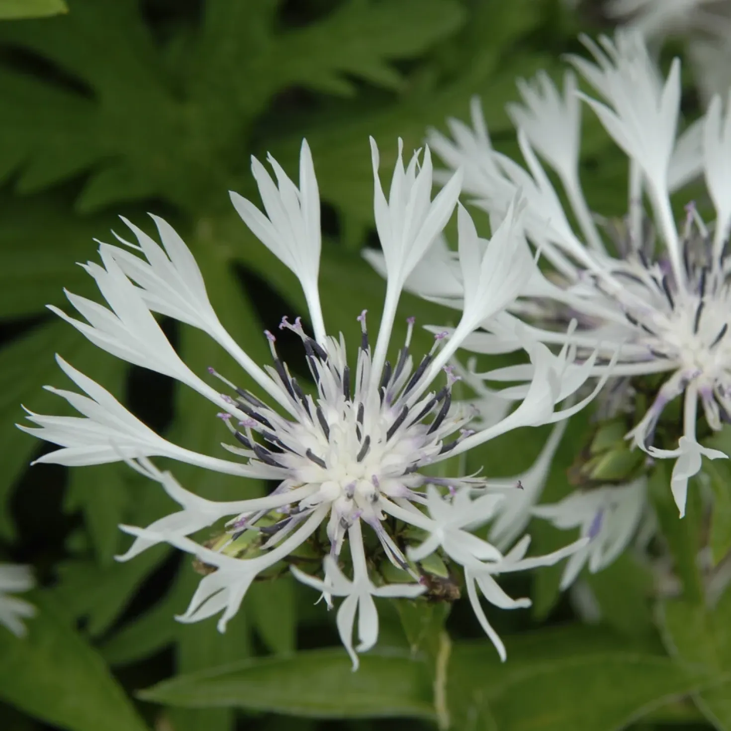 Weiße Bergflockenblume - Weiße Blüten, kaum Pflege