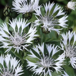 Weiße Bergflockenblume - Weiße Blüten, kaum Pflege