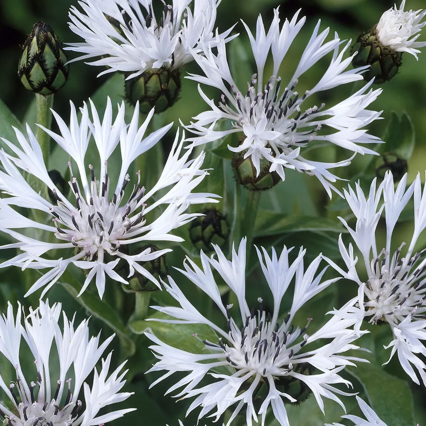 Weiße Bergflockenblume - Weiße Blüten, kaum Pflege
