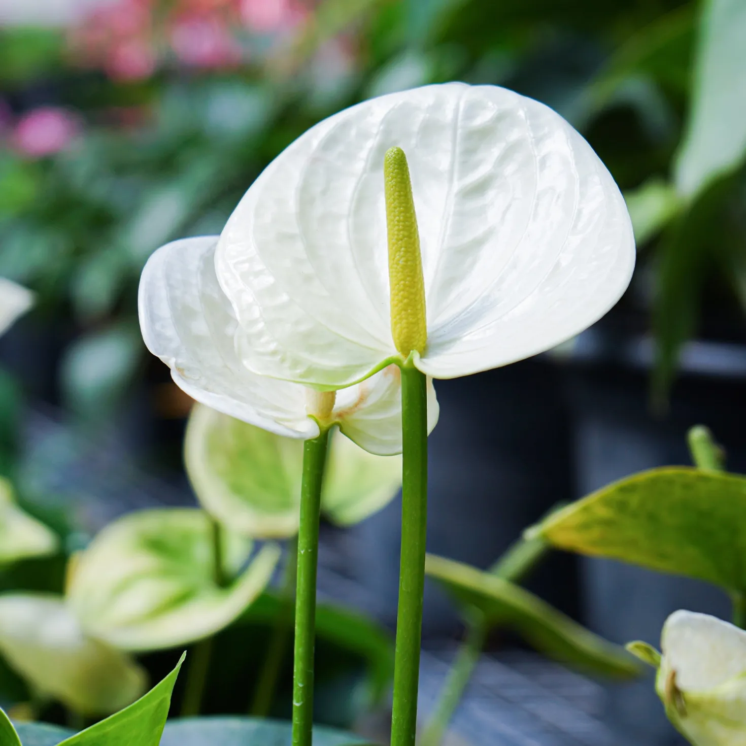 Weiße Flamingoblume /Anthurium white - Weiße Blüten das ganze Jahr