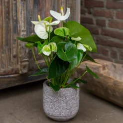Weiße Flamingoblume /Anthurium white - Weiße Blüten das ganze Jahr