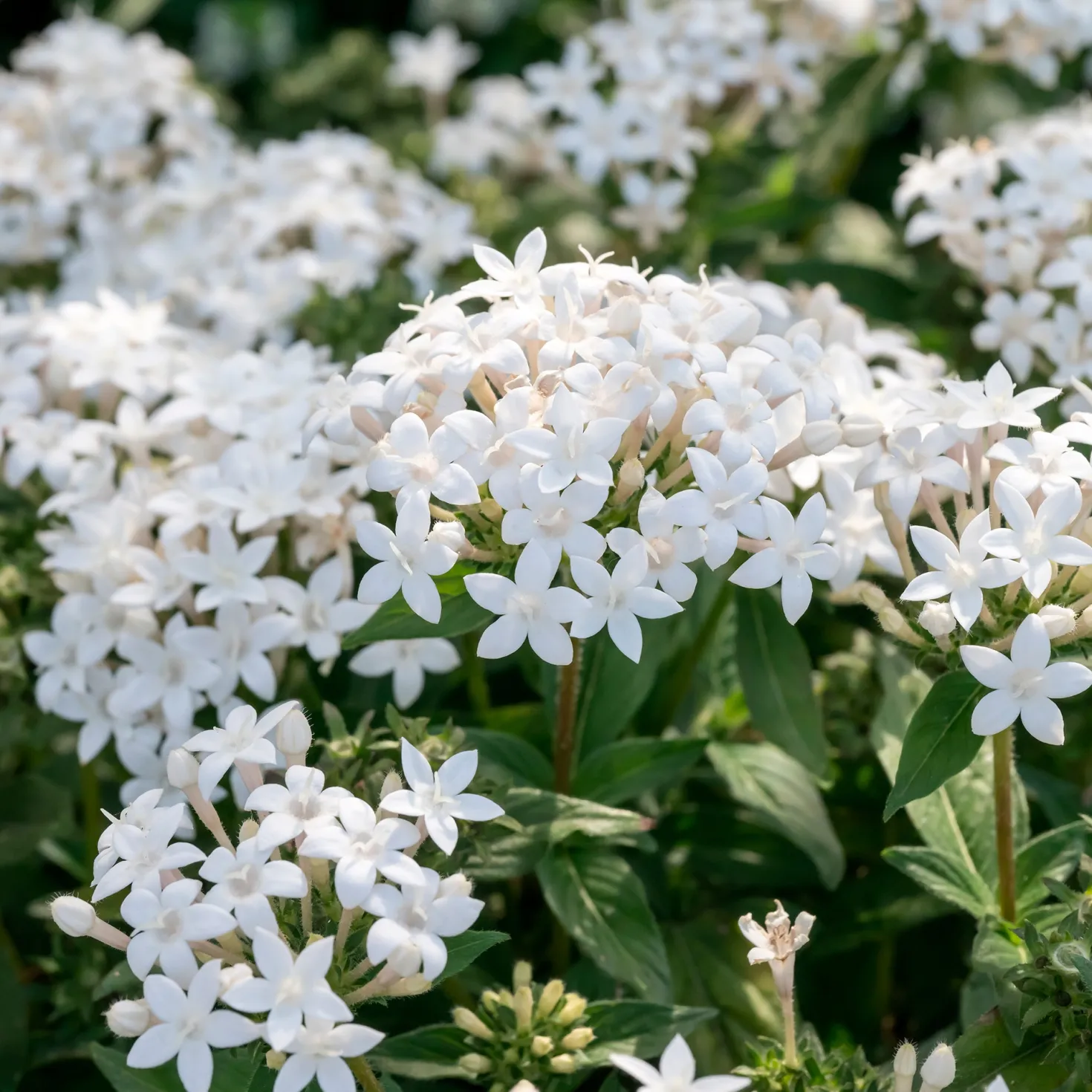 Weiße Fünfzahlstrauch - Sommerblüten ohne Pause