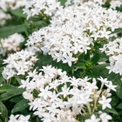 Weiße Fünfzahlstrauch - Sommerblüten ohne Pause