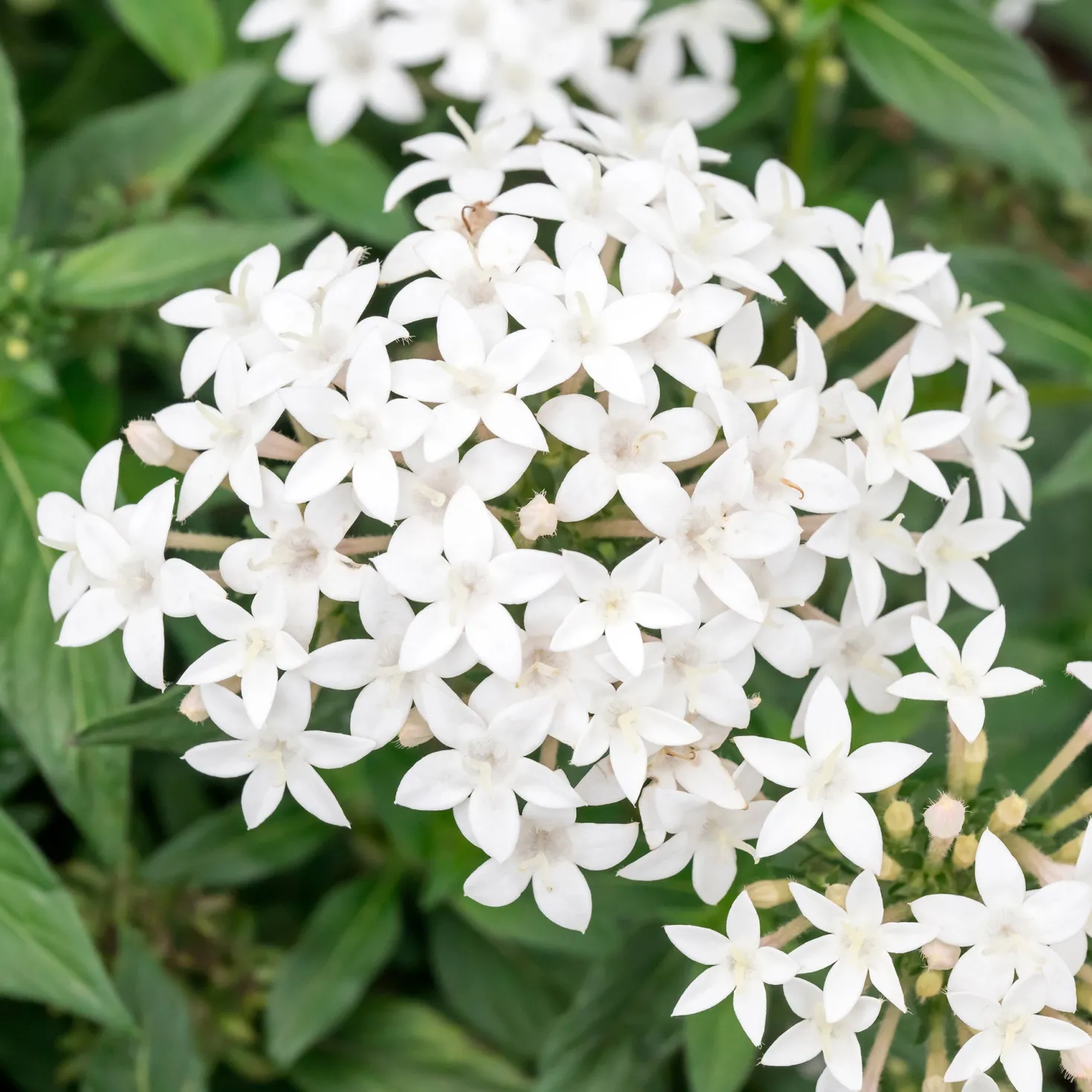 Weiße Fünfzahlstrauch - Sommerblüten ohne Pause