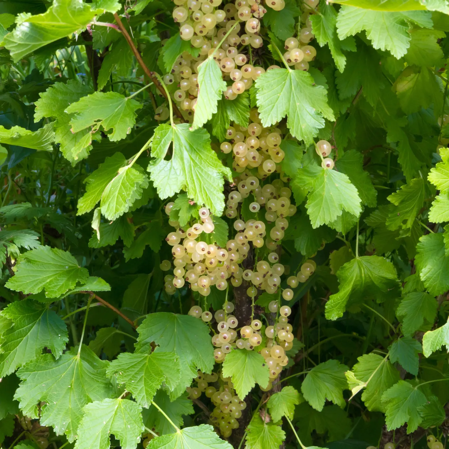 Weiße Johannisbeere White Pearl - Süße weiße Beeren