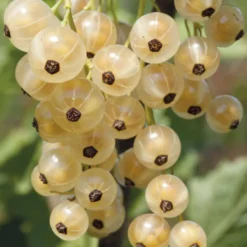Weiße Johannisbeere White Pearl - Süße weiße Beeren