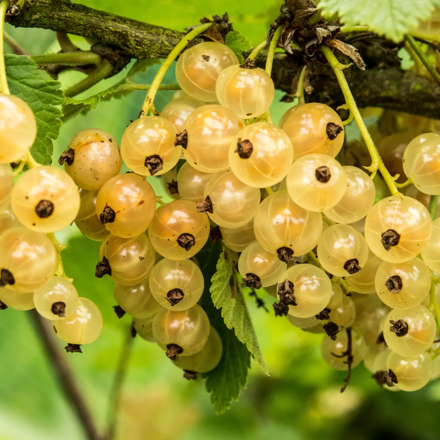 Weiße Johannisbeere Witte Hollander - Süße Ernte ganz einfach