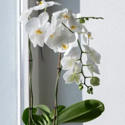 Weiße Phalaenopsis - Monatelang weiße Blüten