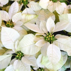 Weiße Poinsettia - Weißer Weihnachtszauber