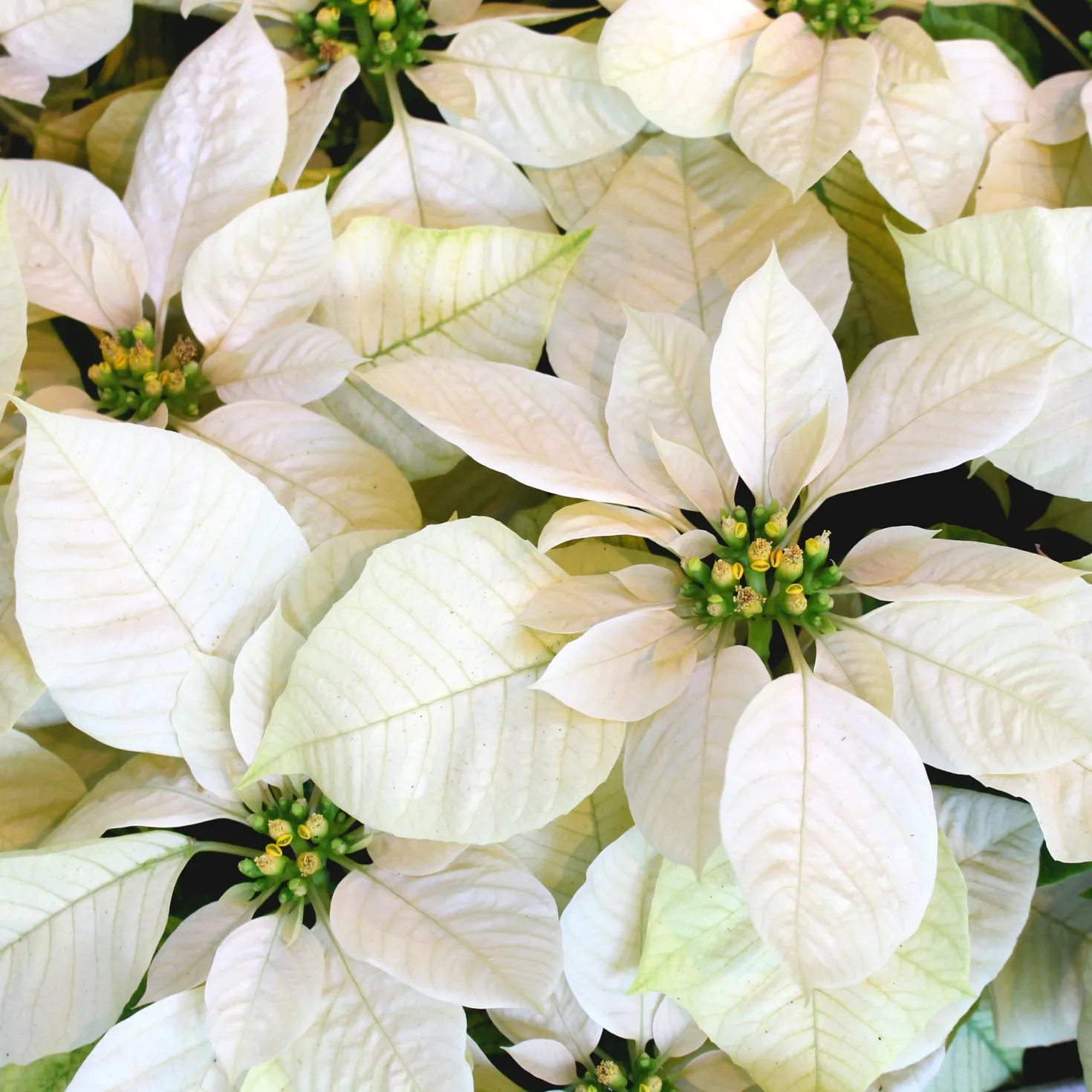 Weiße Poinsettia - Weißer Weihnachtszauber
