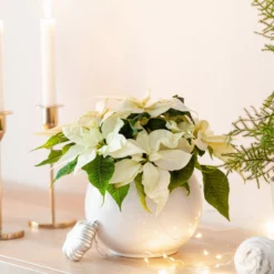 Weiße Poinsettia - Weißer Weihnachtszauber