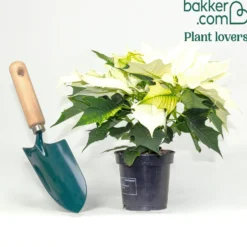 Weiße Poinsettia - Weißer Weihnachtszauber