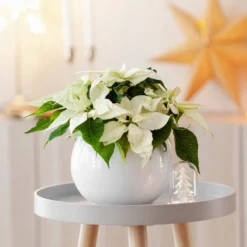 Weiße Poinsettia - Weißer Weihnachtszauber