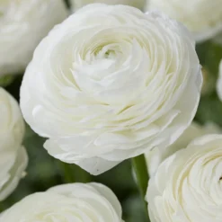 Weiße Ranunkeln - Reinweiße Rosenblüten