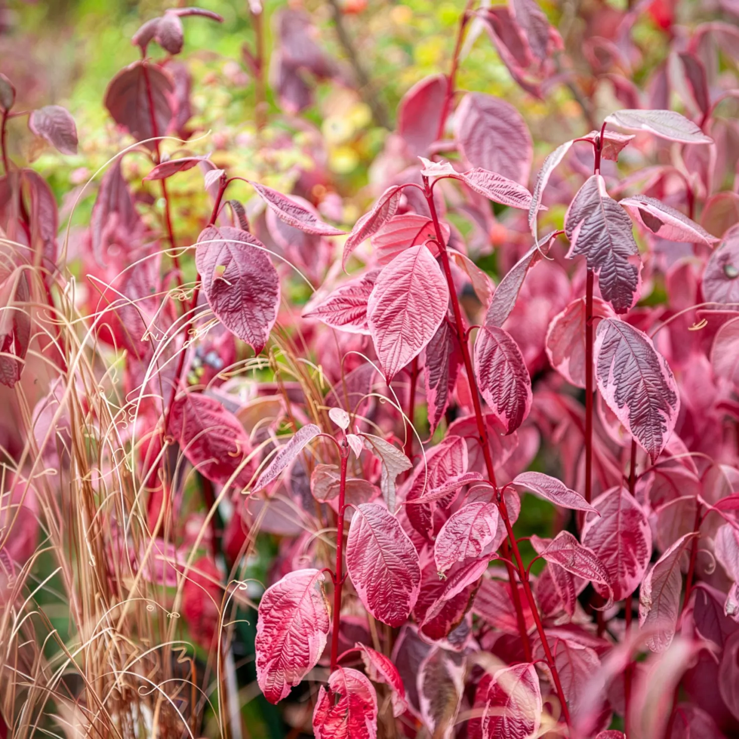 Weißer Hartriegel Elegantissima - Rote Zweige den ganzen Winter