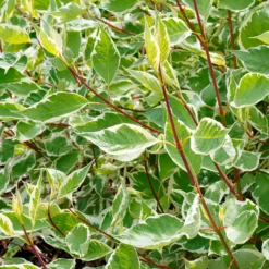 Weißer Hartriegel Elegantissima - Rote Zweige den ganzen Winter