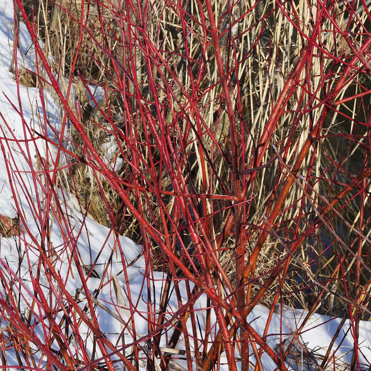 Weißer Hartriegel Elegantissima - Rote Zweige den ganzen Winter