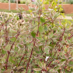 Weißer Hartriegel Miracle® - Farbe im Garten das ganze Jahr