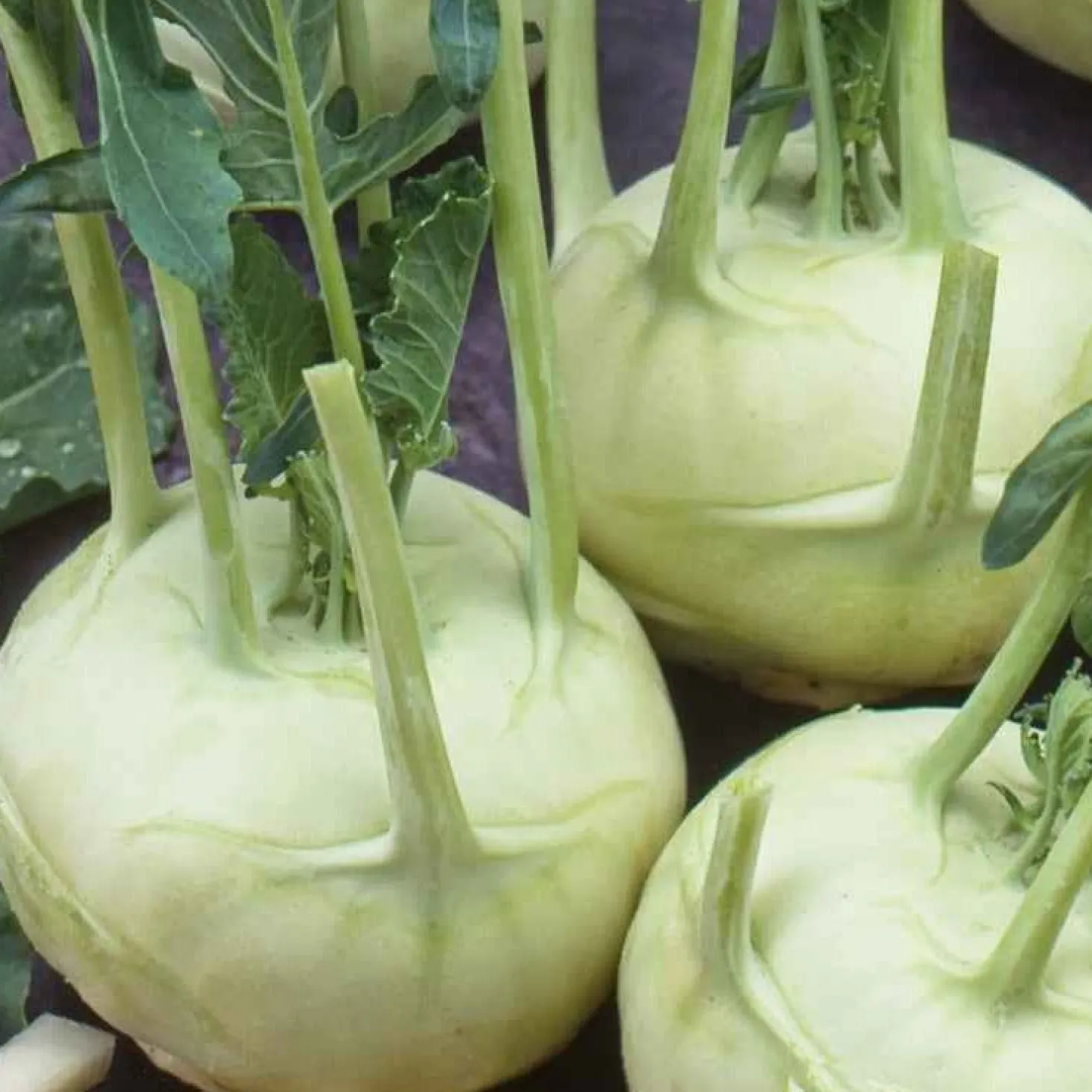 Weißer Kohlrabi Lanro Bio - Zart und schnell im Garten