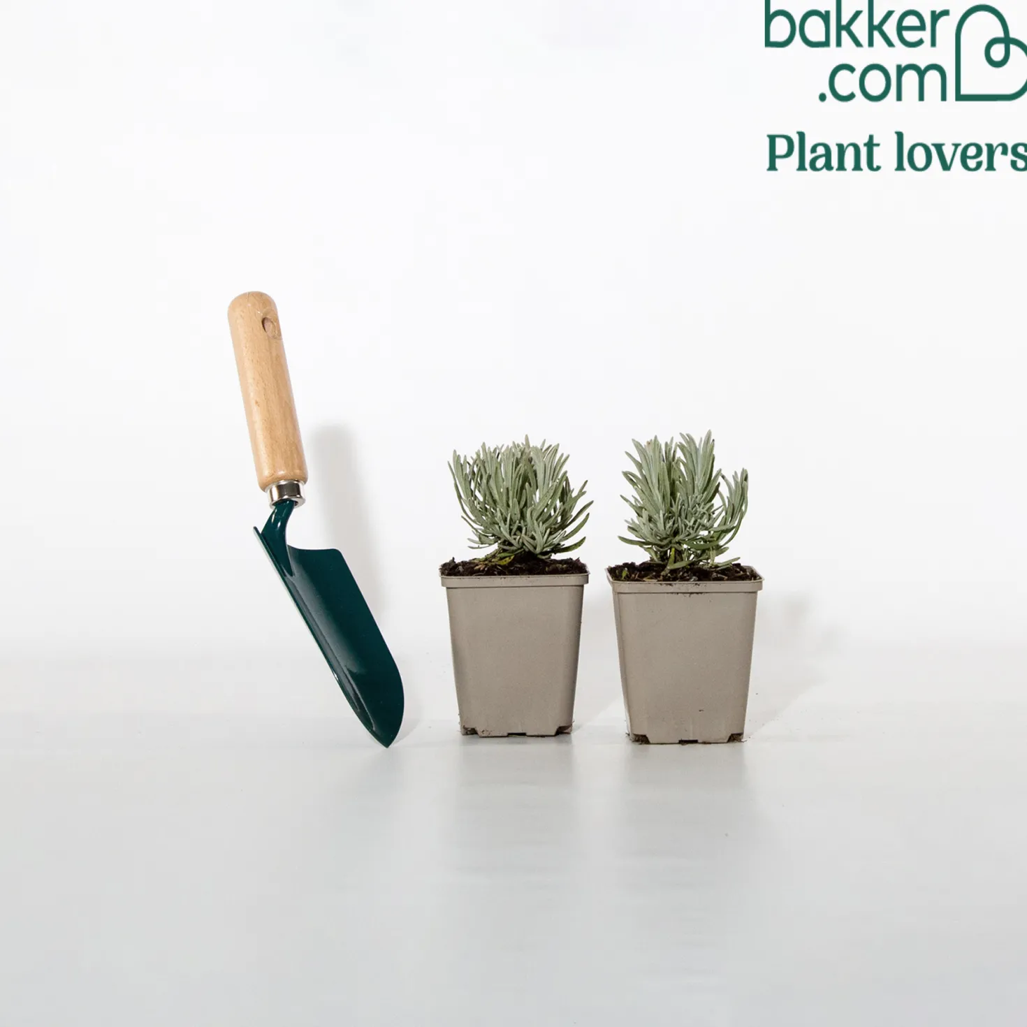 Weißer Lavendel (x2) - Weiße Blüten, voller Duft