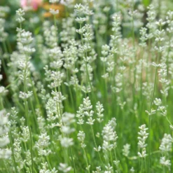 Weißer Lavendel (x2) - Weiße Blüten, voller Duft