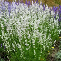 Weißer Lavendel (x2) - Weiße Blüten, voller Duft