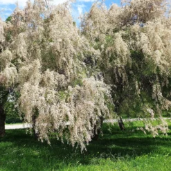 Weißer Tamariskenstrauch - Weiße Wolke im Sommer