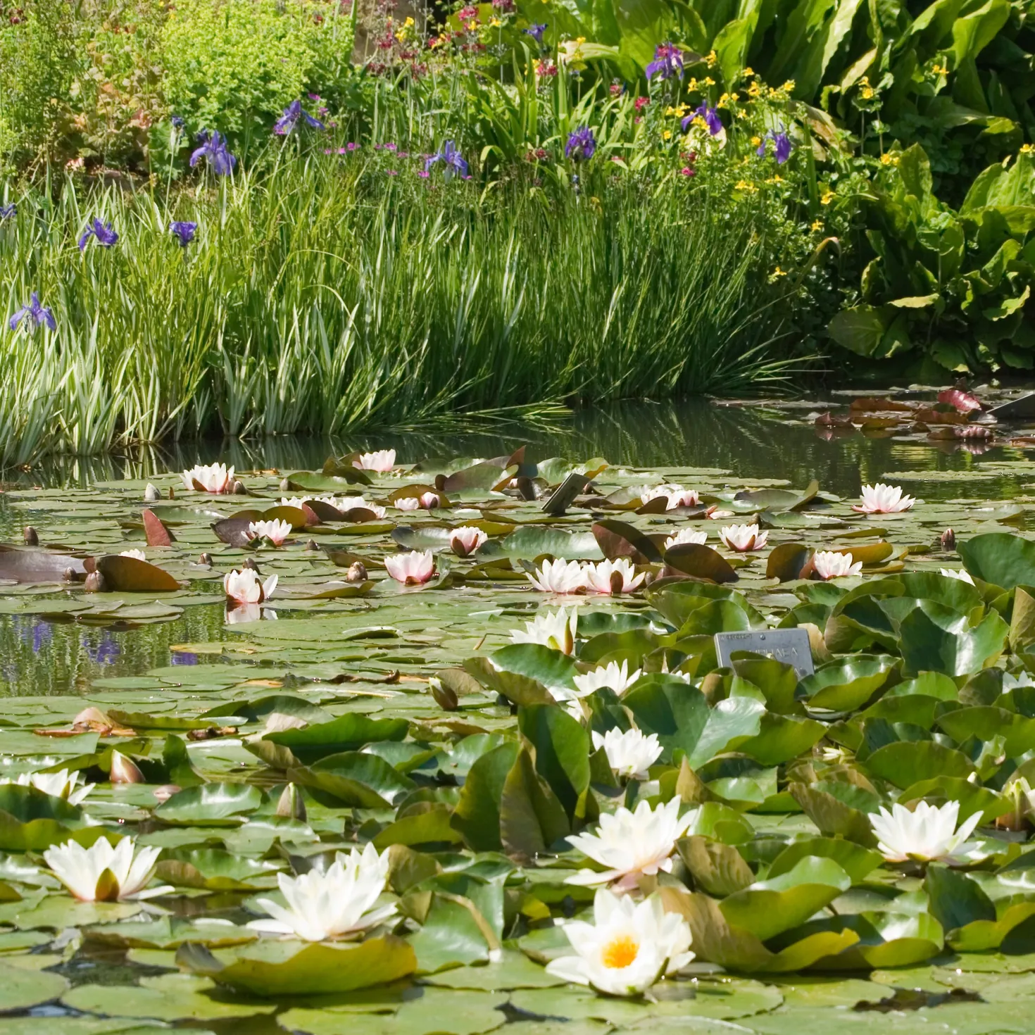 Weiße Seerose - Der Teich wird zum Blickfang